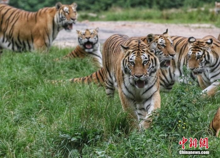 黑龍江省牡丹江市，中國橫道河子貓科動物飼養(yǎng)繁育中心內(nèi)的老虎。