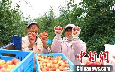 圖為興安盟沙果迎豐收?！】朴仪捌煳麄鞑抗﹫D