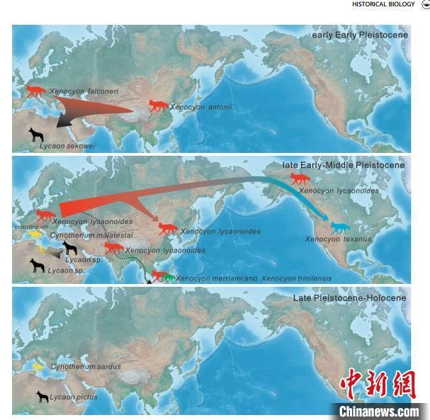 非洲野犬-異豺支系的演化脈絡(luò)圖?！≈锌圃汗偶棺邓?供圖