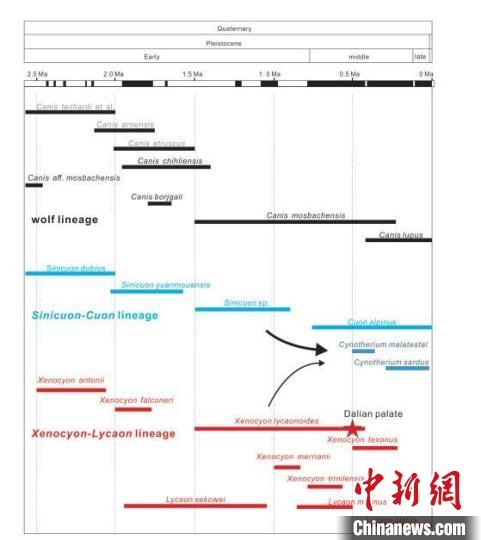 第四紀(jì)主要犬族成員分布年代圖?！≈锌圃汗偶棺邓?供圖