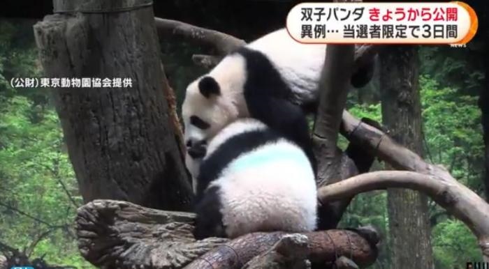 12日，日本東京上野動(dòng)物園的旅日雙胞胎熊貓開始同游客見面。(圖片來源：日本富士電視臺(tái)視頻截圖)