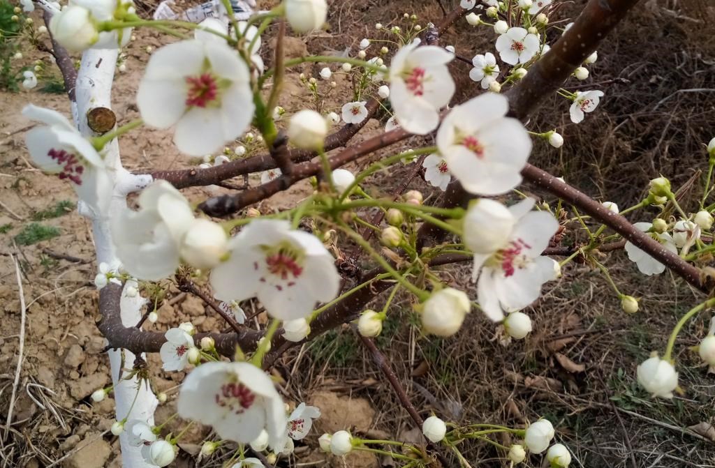 這是拍攝的汾西縣后加樓村盛開(kāi)的梨花。(受訪者供圖)
