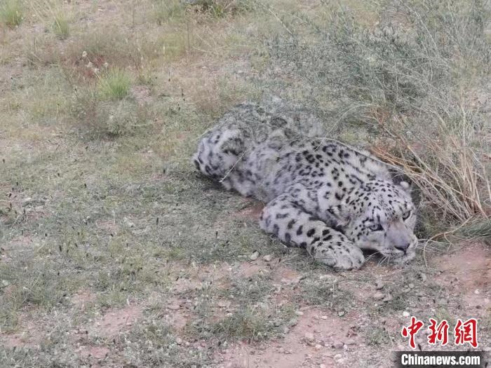 圖為在四子王旗發(fā)現(xiàn)的雪豹(資料圖)?！∷淖油跗炀焦﹫D