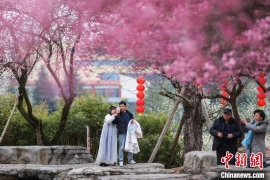 2月23日，市民在乾藝梅園景區(qū)觀賞綻放的梅花。瞿宏倫 攝