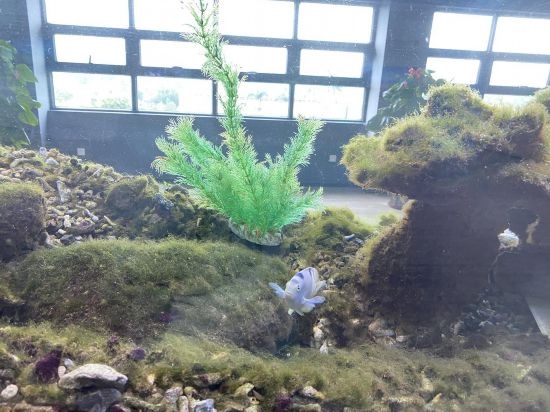 圖為寶鋼湛江鋼鐵水控中心，觀賞海魚(yú)在鋼渣漁礁里游動(dòng)