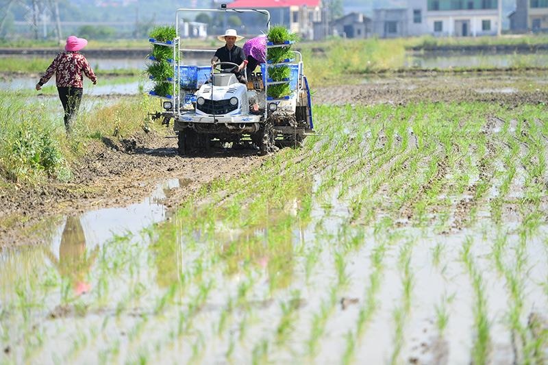 △2023年4月26日，湖南湘潭市雨湖區(qū)姜畬鎮(zhèn)易建河村的一處高標(biāo)準(zhǔn)農(nóng)田，農(nóng)民駕駛插秧機(jī)插秧。