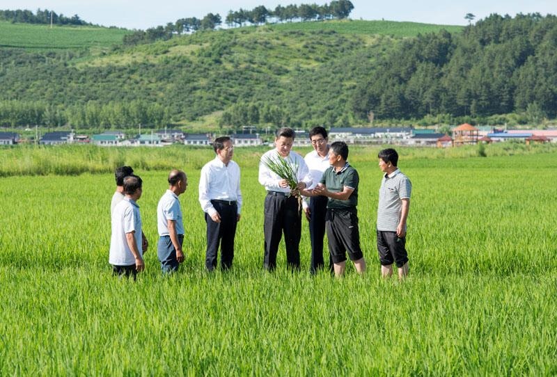 2015年7月16日，習近平總書記在吉林延邊州光東村稻田同村民和農(nóng)技人員交流。