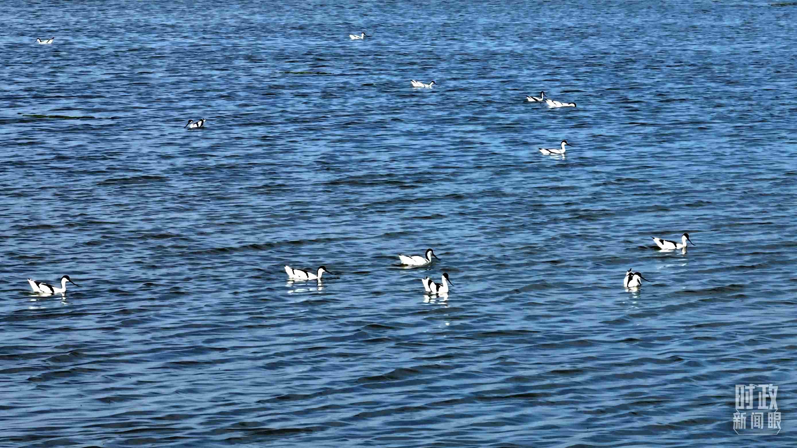 △鹽湖棲息的鳥類。（總臺記者裴大偉、康曉宇拍攝）