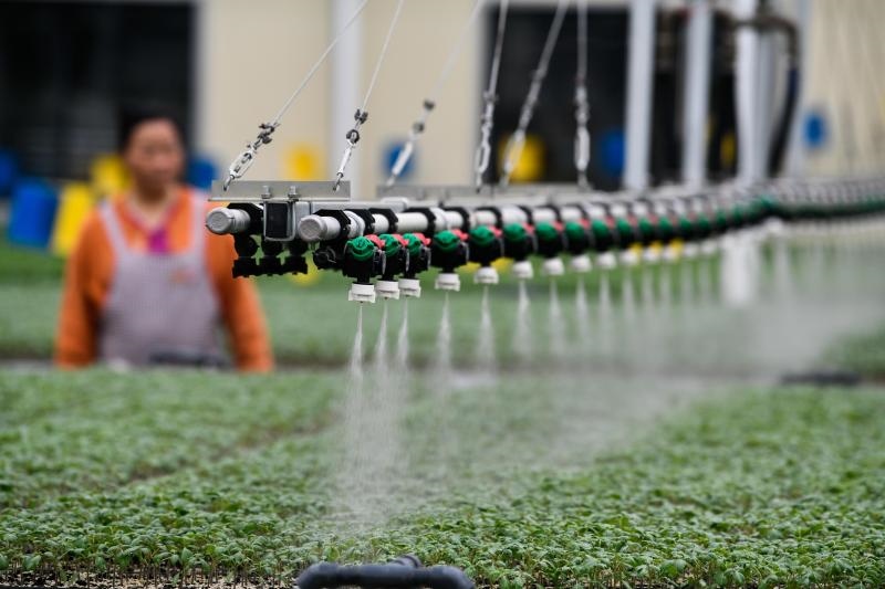 工人在貴陽市開陽縣楠木渡蔬菜良種繁育中心查看自動噴灌系統(tǒng)給辣椒苗澆水情況（2023年5月24日攝）。新華社記者 楊文斌 攝