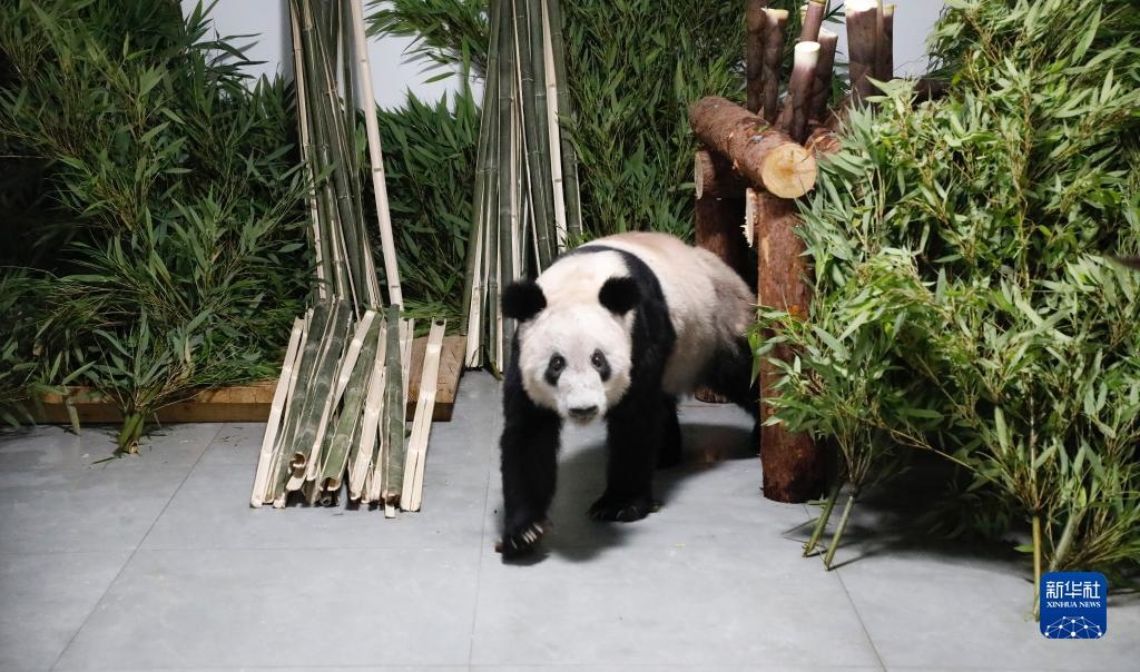 5月29日，大熊貓“丫丫”回到北京動(dòng)物園。新華社發(fā)（付卓新 攝）