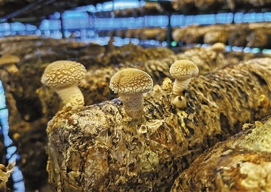 龍游數(shù)智大棚種植的花菇。 記者 祝梅 攝