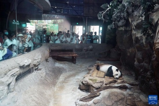6月22日，游客在北京動(dòng)物園大熊貓館參觀。新華社記者 任超 攝