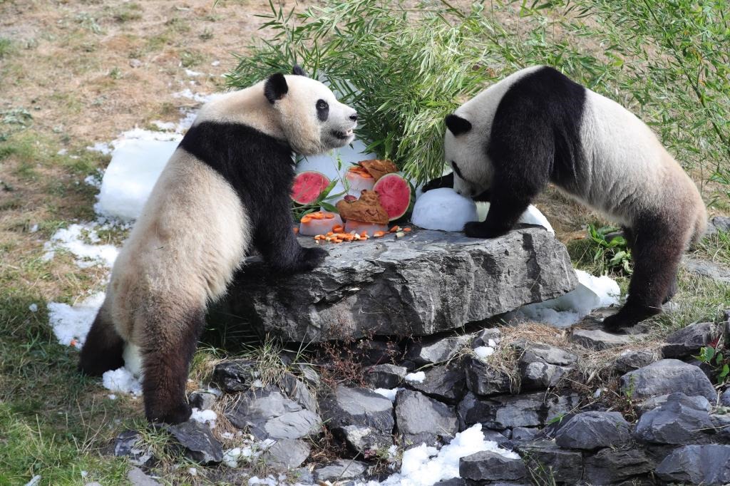 在比利時天堂動物園，大熊貓“寶弟”（左）、“寶妹”享用“生日大餐”。