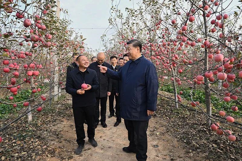△2022年10月26日，陜西延安高橋鎮(zhèn)南溝村，習近平總書記走進果園，向現(xiàn)場采摘的果農(nóng)了解蘋果收成。