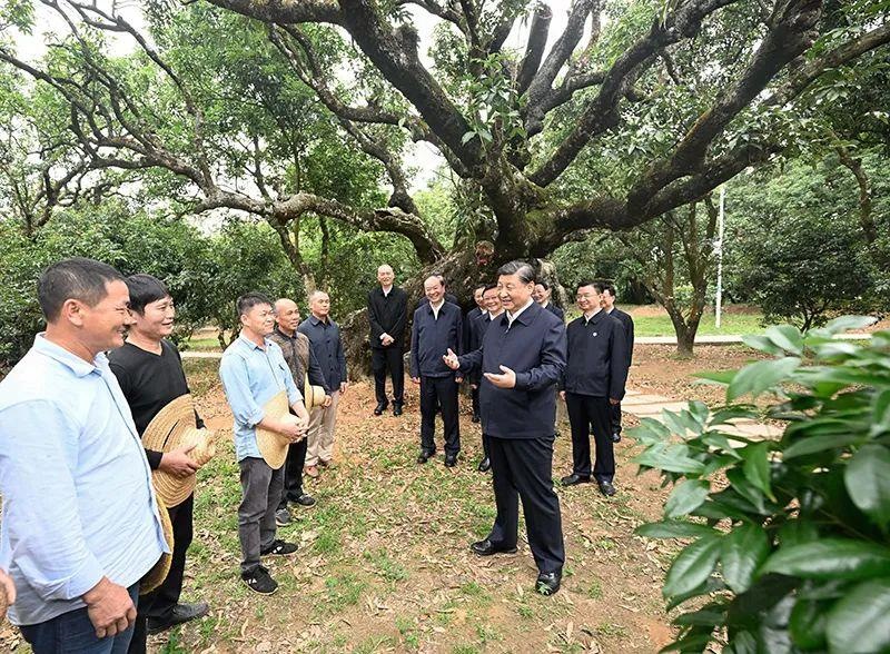 △今年4月11日，習近平總書記在廣東茂名高州市根子鎮(zhèn)柏橋村荔枝種植園，同現(xiàn)場技術(shù)人員親切交流。
