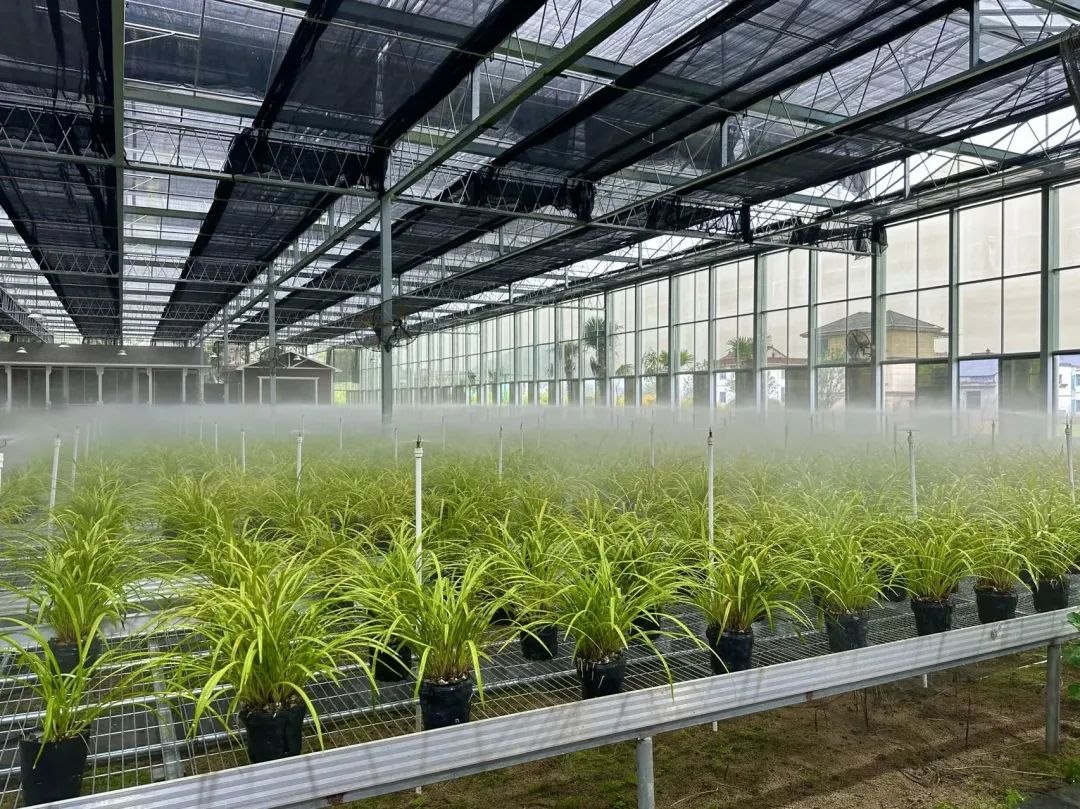 浙江省紹興市柯橋區(qū)漓渚鎮(zhèn)棠棣村的蘭花種植基地。靜玄 攝