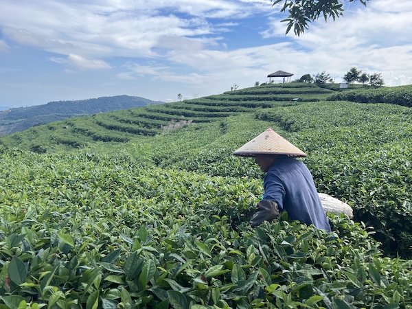 茶農正在茶園中采茶。人民網 高清揚攝