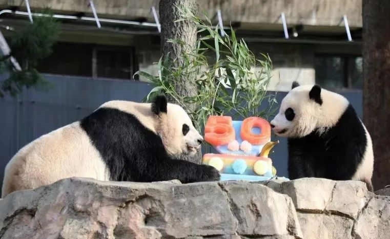 2022年，美國國家動物園舉辦活動慶祝大熊貓抵美50周年，園方為大熊貓“美香”“添添”和“小奇跡”一家三口準(zhǔn)備了有“50”字樣的冰凍水果蛋糕。（圖片來源：雅安市廣播電視臺）