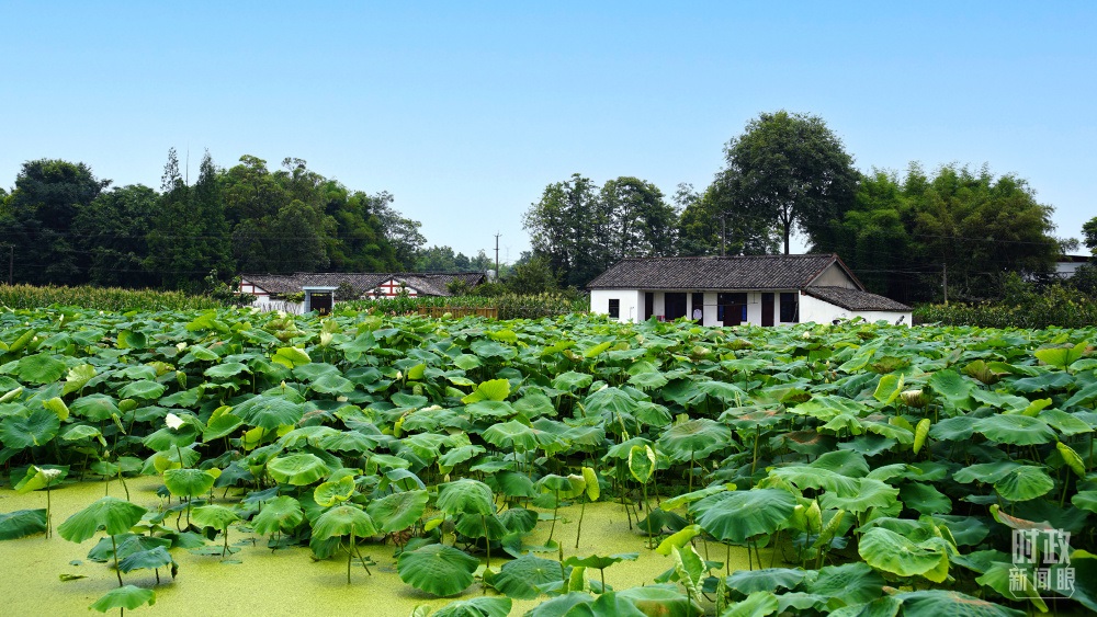 四川眉山，永豐村荷塘。2022年6月，習(xí)近平曾到此調(diào)研鄉(xiāng)村振興情況。（總臺(tái)央廣記者潘毅拍攝）