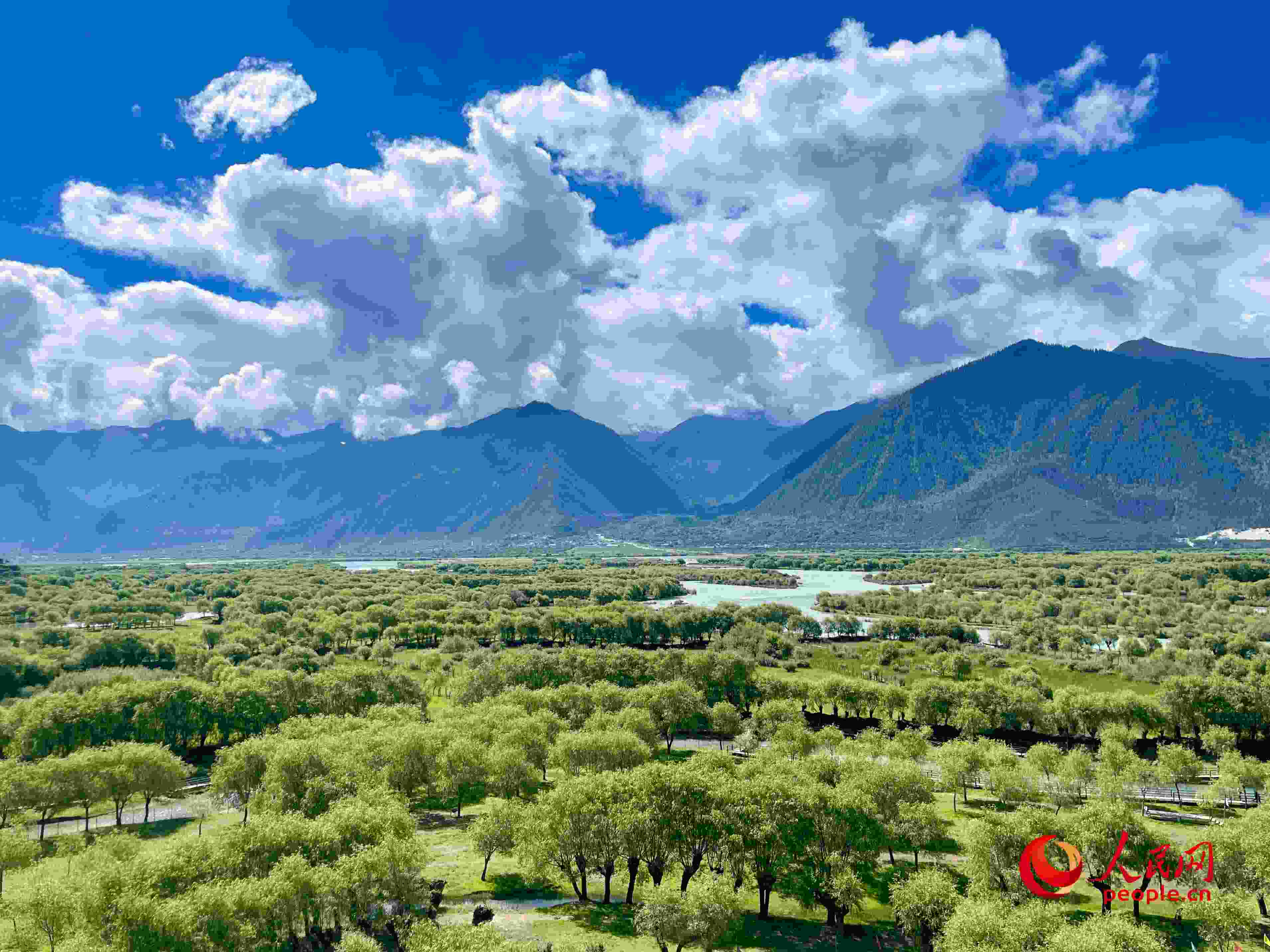 夏日的雅尼國家濕地公園生機盎然，如詩如畫。人民網(wǎng) 周靜圓攝