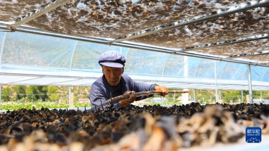 7月29日，在卓尼縣納浪鎮(zhèn)納浪村黑木耳種植基地，農(nóng)戶在翻曬黑木耳。