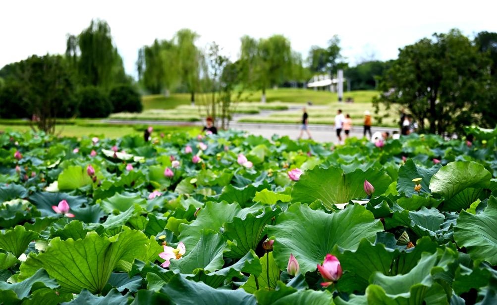 日前，陜西省漢中市漢江兩岸的天漢濕地公園內(nèi)，市民在休閑賞景。新華社記者 劉瀟 攝