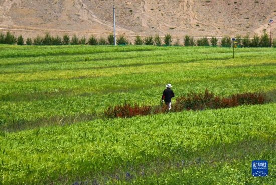 8月12日，西藏阿里地區(qū)普蘭縣赤德村村民在一片青稞田里行走。