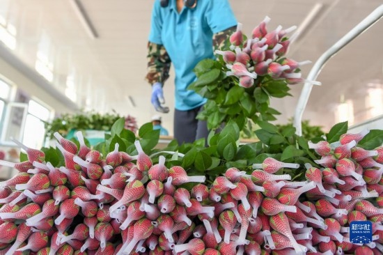 8月17日，農(nóng)民在吉林省德惠市朱城子鎮(zhèn)沿河村程雪家庭農(nóng)場(chǎng)打包玫瑰花。新華社記者 張楠 攝