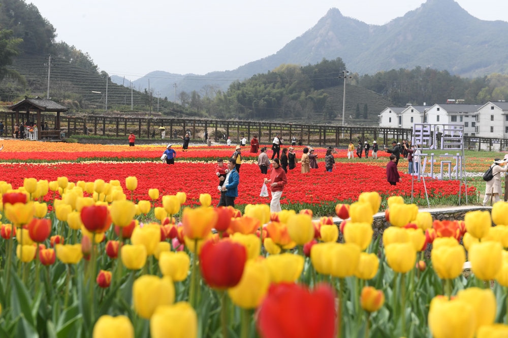 金華市浦江縣210省道旁的鮮花農場（3月28日攝）。新華社記者 翁忻旸 攝