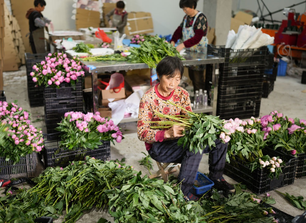 在浦江縣杭坪鎮(zhèn)烏漿村的鮮花種植基地，村民在處理芍藥鮮切花，準備發(fā)往各地（5月23日攝）。新華社記者 翁忻旸 攝