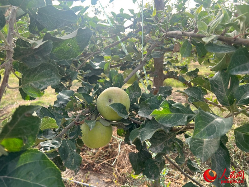 已有蘋果掛在枝頭，10月底即可成熟。人民網(wǎng)記者 常雪梅攝