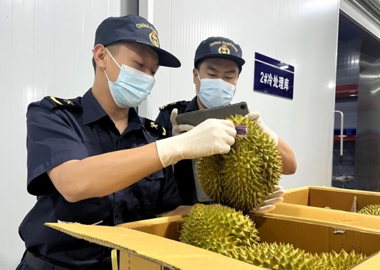 磨憨鐵路口岸綜合性指定監(jiān)管場地水果查驗區(qū)內(nèi)，海關(guān)關(guān)員正在查驗進口榴蓮。勐臘海關(guān)供圖