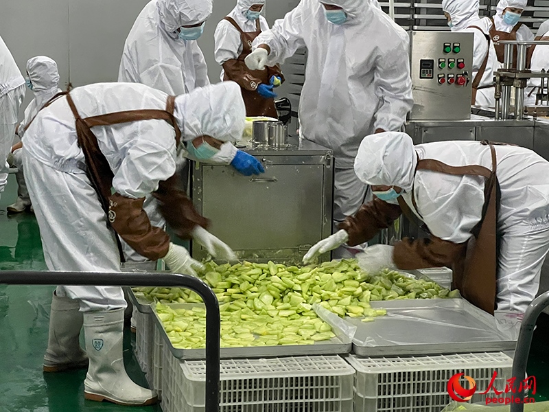 切片哈密瓜將被做成凍干食品。人民網(wǎng)記者 常雪梅攝