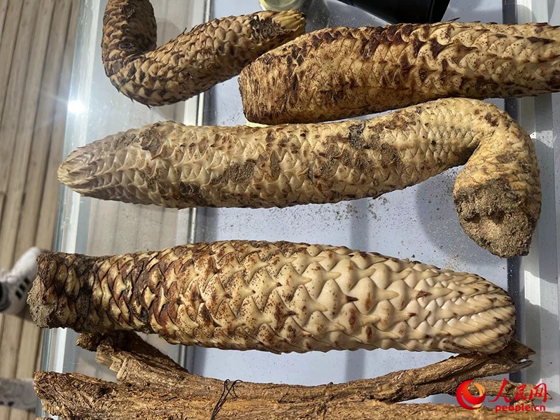 林下經(jīng)濟作物肉蓯蓉。人民網(wǎng)記者 常雪梅攝