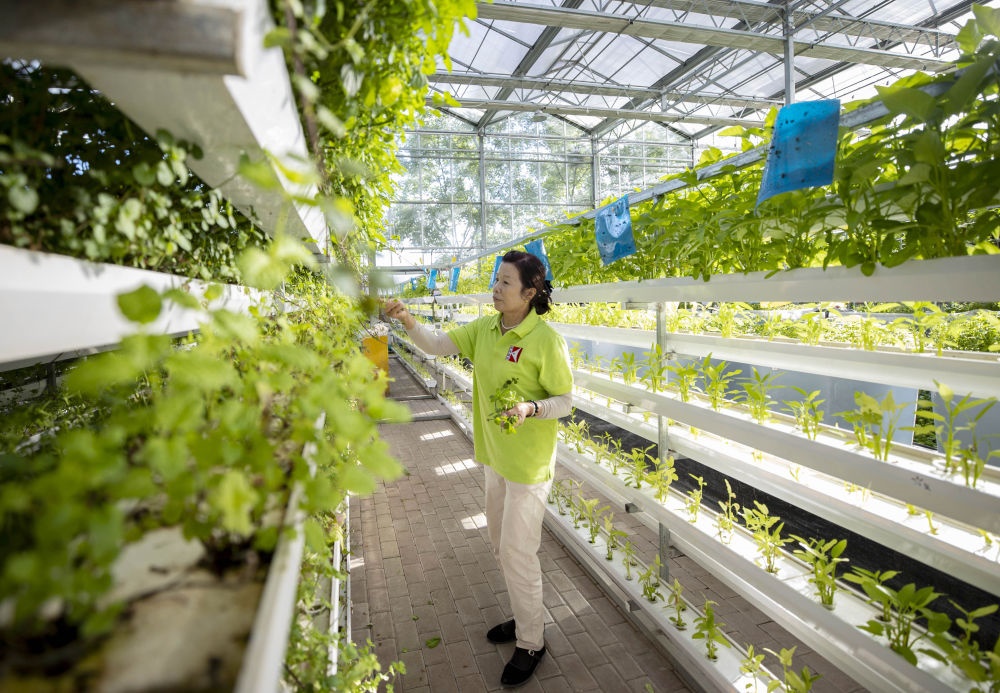 2021年8月24日，寧夏銀川市賀蘭縣銀川科海生物技術有限公司工作人員在魚菜共生系統(tǒng)內(nèi)打理薄荷苗。新華社記者 楊植森 攝