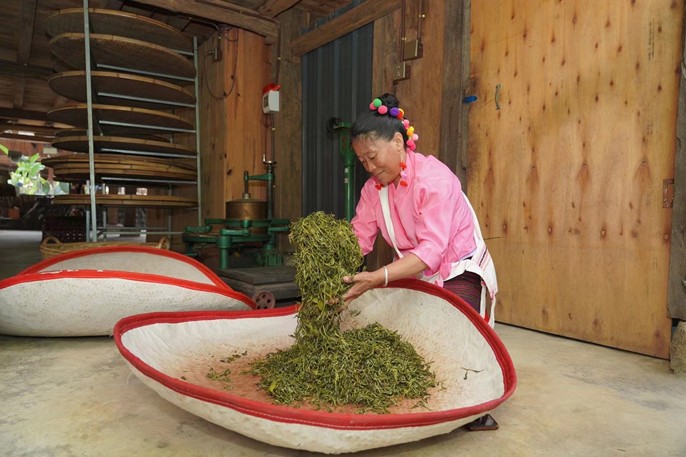 當(dāng)?shù)卮迕裾谌嗄聿枞~。普洱景邁山古茶林保護(hù)管理局供圖