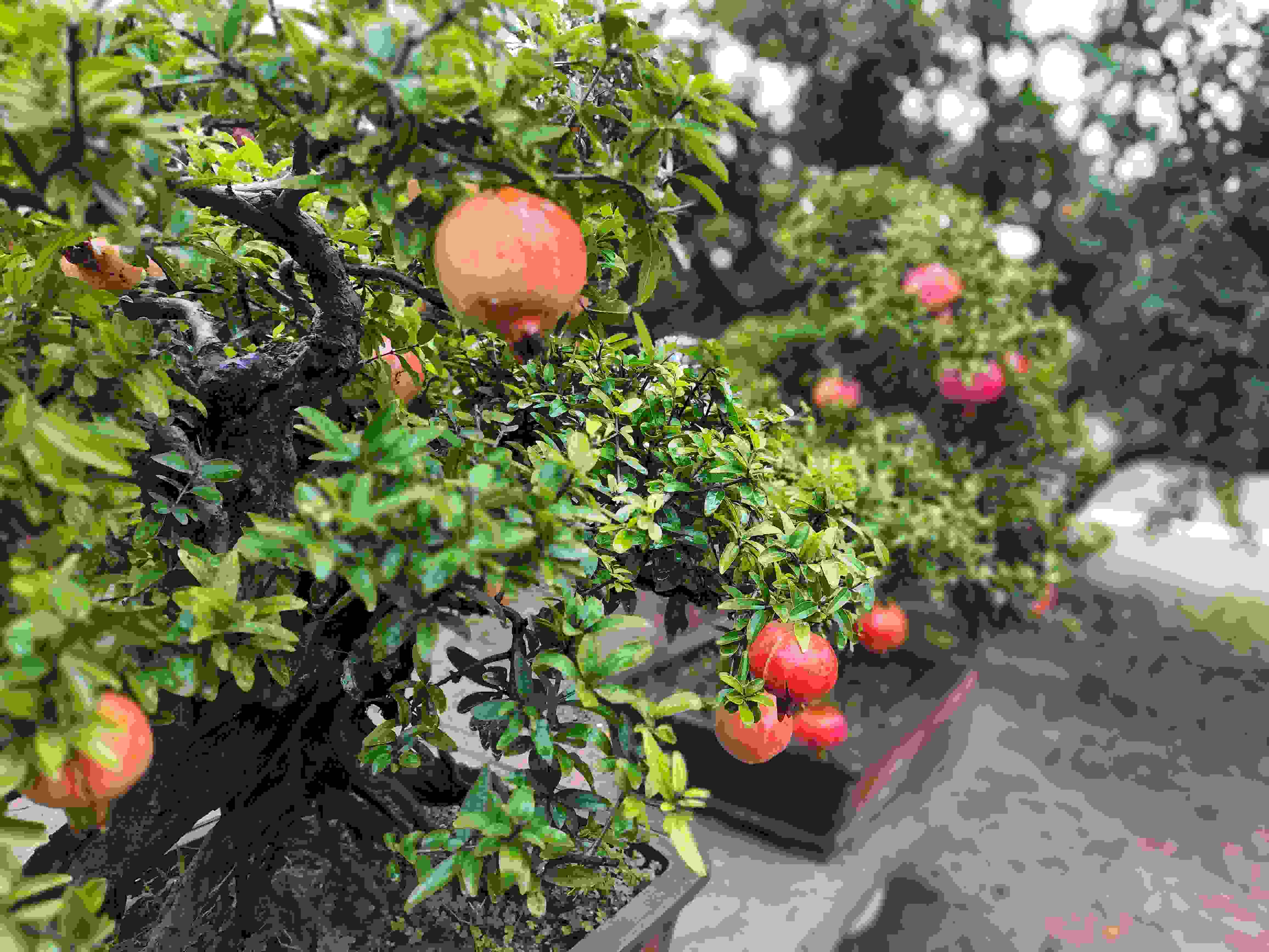 △石榴的發(fā)展帶動(dòng)了當(dāng)?shù)厥衽杈爱a(chǎn)業(yè)。（總臺(tái)央視記者鐘信偉拍攝）