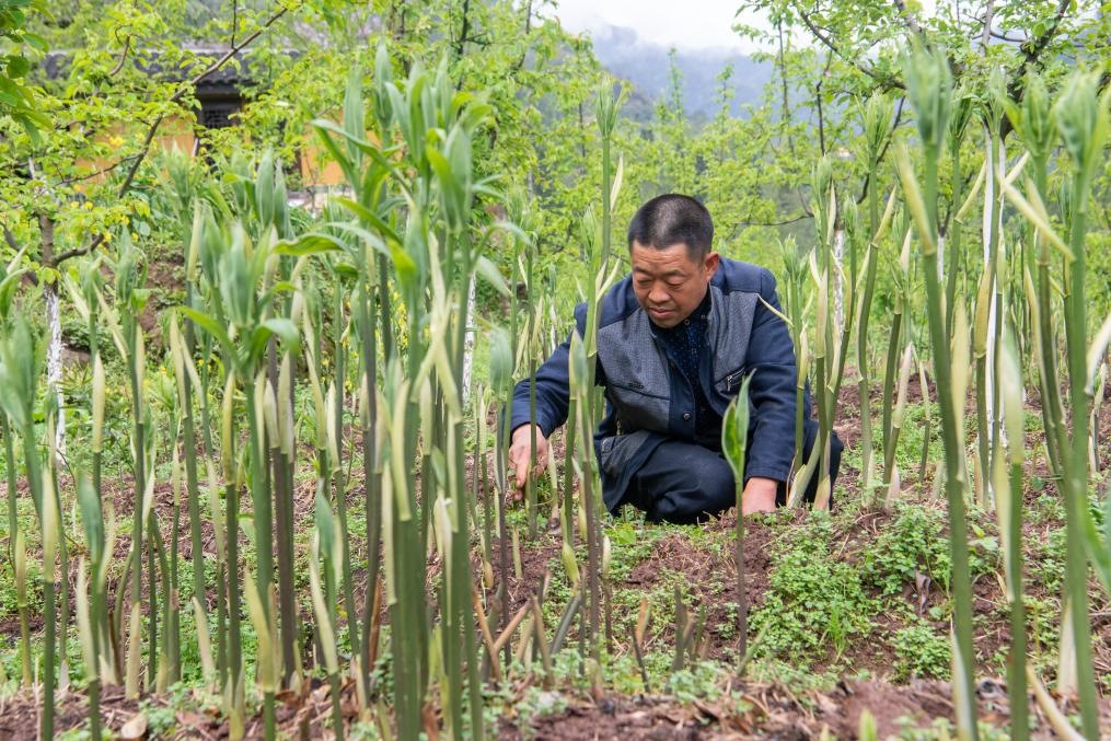 4月14日，村民陳朋在地里管護(hù)種植的黃精。新華社記者 唐奕 攝