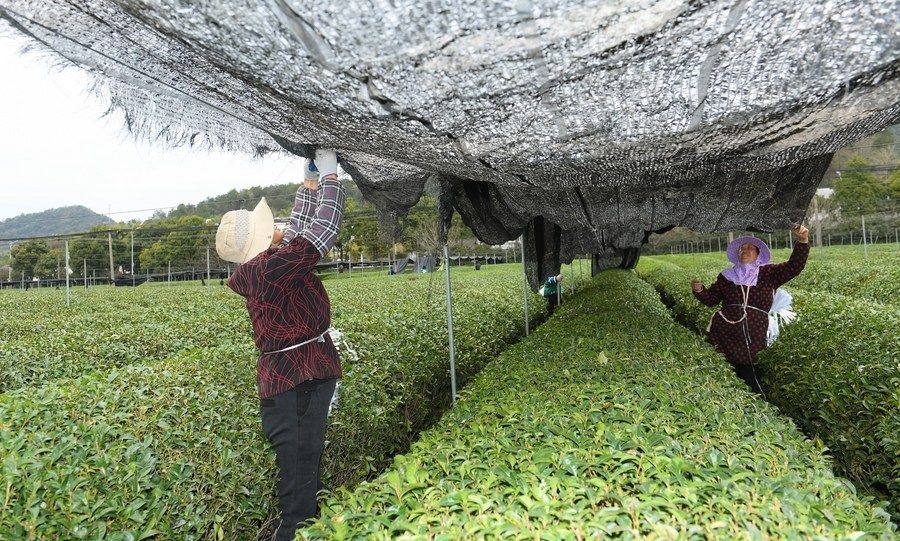  在浙江省紹興市越城區(qū)富盛鎮(zhèn)抹茶生產(chǎn)基地，農(nóng)戶為茶樹拉遮陽(yáng)網(wǎng)（2023年2月28日攝）。