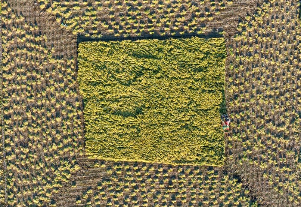 在吉林省舒蘭市平安鎮(zhèn)金星村，農(nóng)民駕駛農(nóng)機(jī)收割水稻（2023年9月21日攝，無人機(jī)照片）。新華社記者 張楠 攝