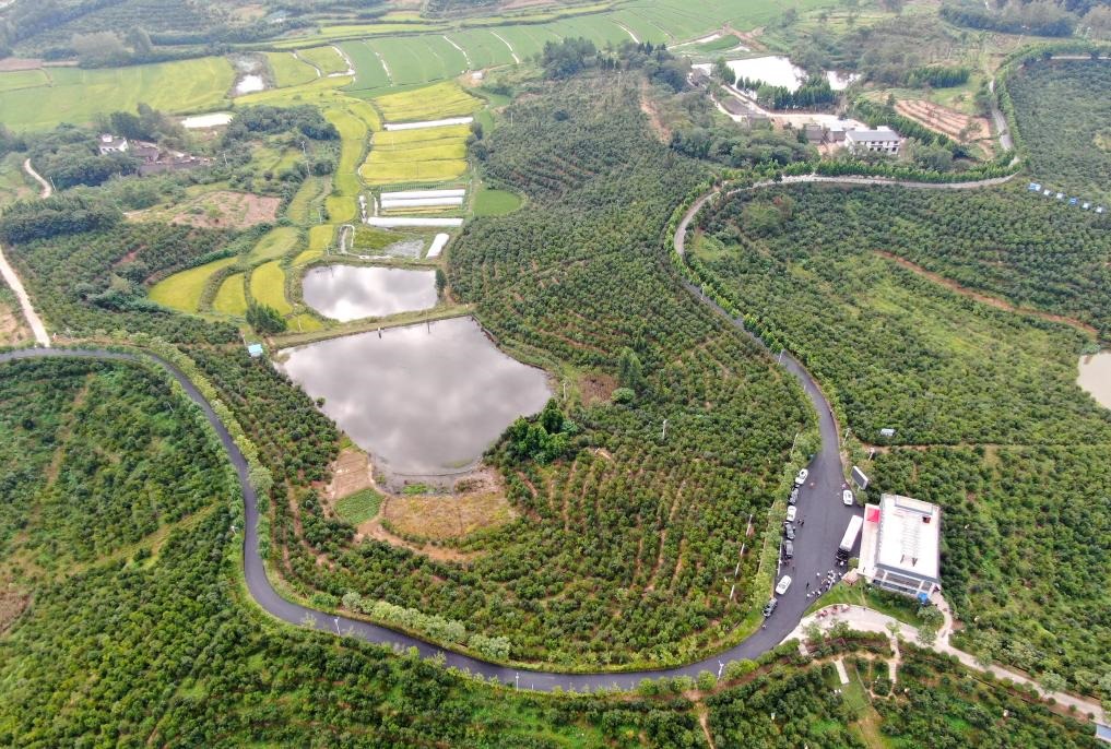這是2020年8月25日拍攝的河南省光山縣槐店鄉(xiāng)司馬光油茶園（無人機(jī)照片）。新華社記者郝源攝