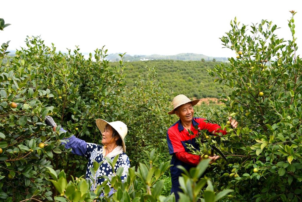 2020年8月25日，村民在河南省光山縣槐店鄉(xiāng)司馬光油茶園內(nèi)勞作。新華社記者郝源攝
