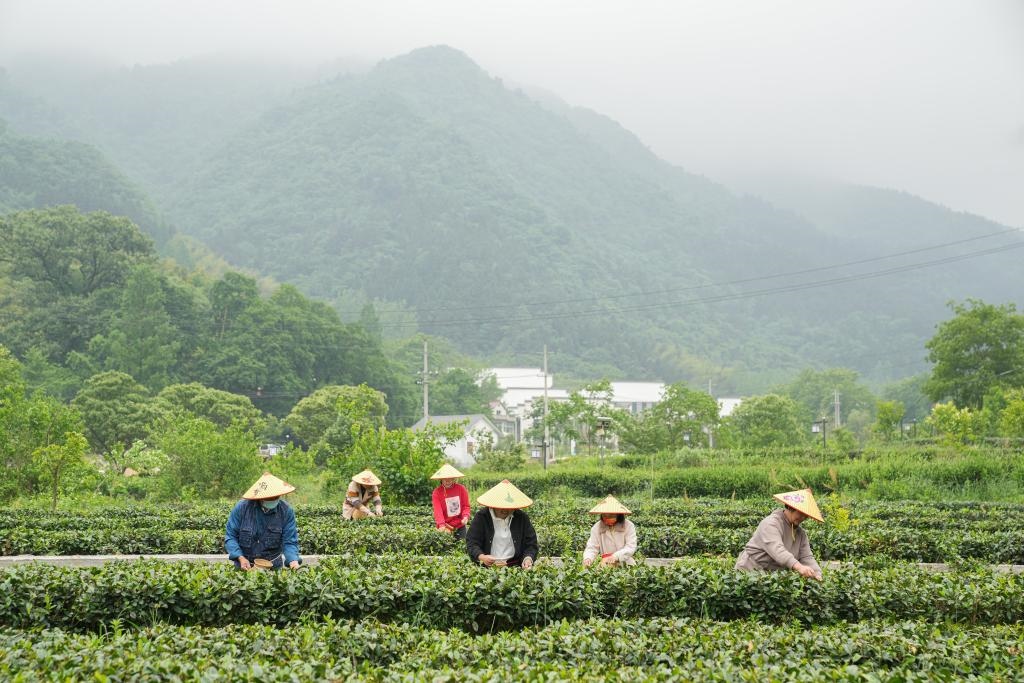 2022年5月11日，村民在大灣村生態(tài)茶園內(nèi)采摘茶葉。新華社記者杜宇攝