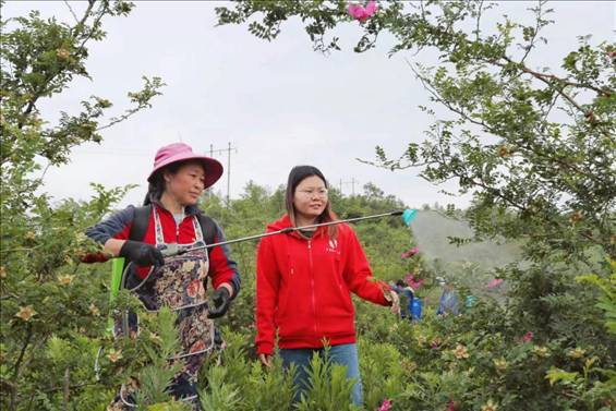 王永華（右一）向龍鳳村村民傳授噴灑農(nóng)藥技術(shù)要領(lǐng)。受訪者供圖
