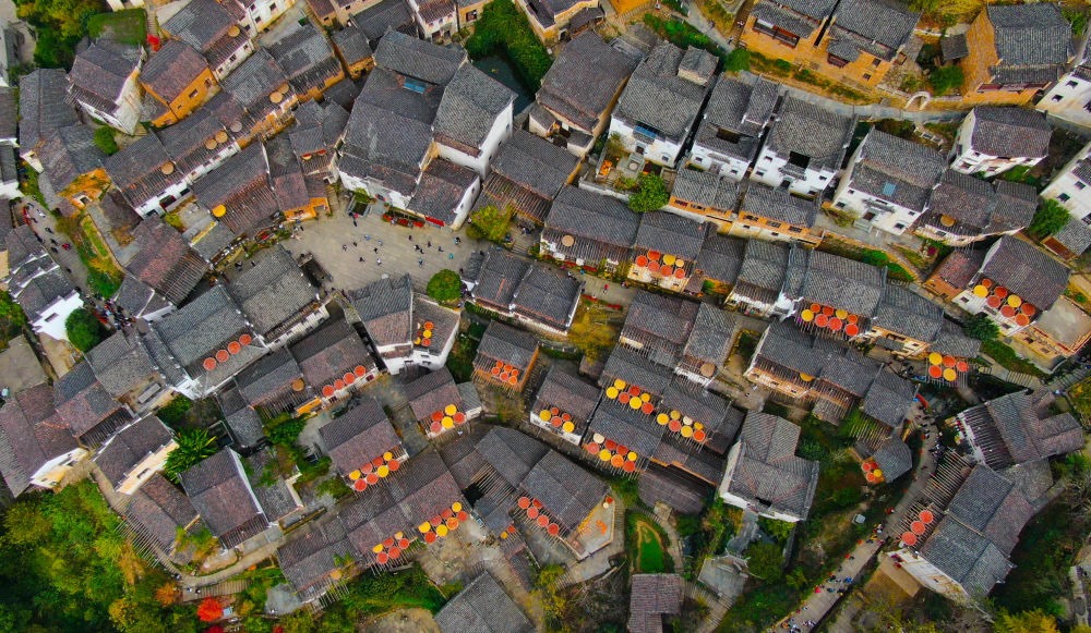 這是婺源縣江灣鎮(zhèn)篁嶺村的曬秋景象（2019年11月7日攝）。