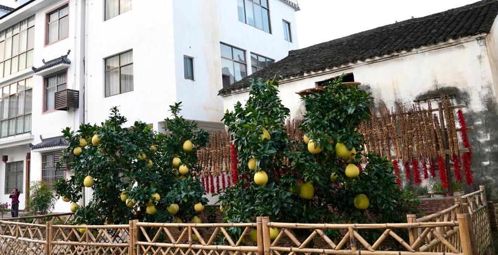 近日在江西省上饒市婺源縣秋口鎮(zhèn)王村石門(mén)自然村拍攝的馬家柚。新華社記者 胡晨歡 攝