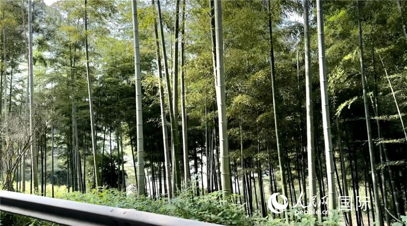 沿途中的竹林。人民網(wǎng)記者 周雨攝