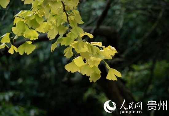 觀山湖公園秋意漸濃。人民網(wǎng) 陽(yáng)茜攝