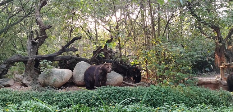 長隆野生動物世界園區(qū)內，黑熊在森林間散步。人民網記者 張藝開攝