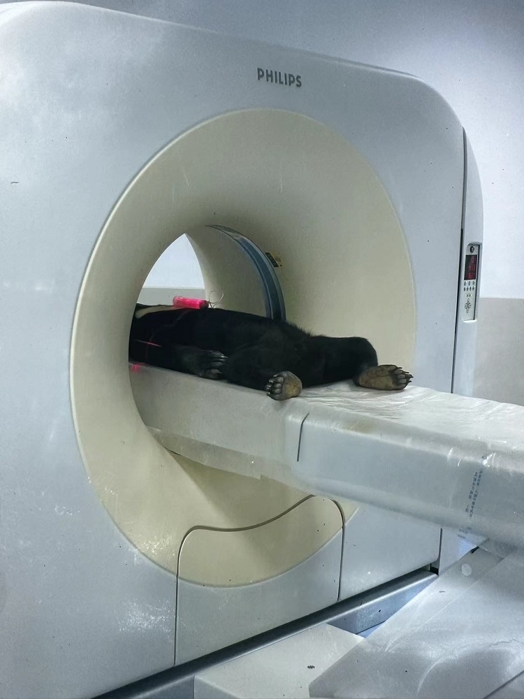 長隆野生動物世界的動物醫(yī)院內，馬來熊在做核磁共振檢查。人民網記者 李舫攝